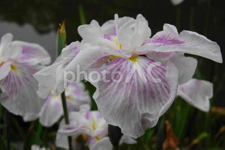 花菖蒲　白 花菖蒲,はなしょうぶ,植物の写真素材
