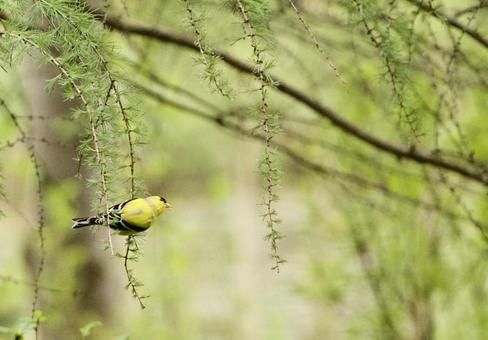 American Goldfinch, JPG American Goldfinch, JPG