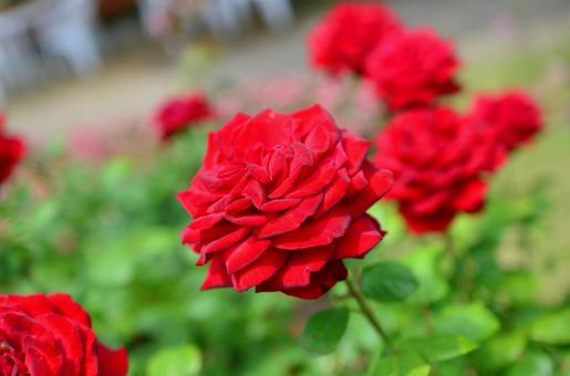 赤い薔薇 赤い薔薇の写真