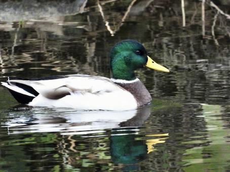 川面を泳ぐマガモ 鳥,野鳥,マガモの写真素材
