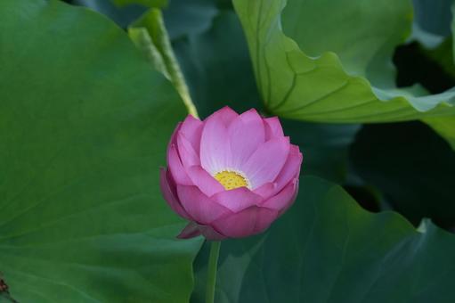 ハス（蓮） ハス,蓮,夏の花の写真素材