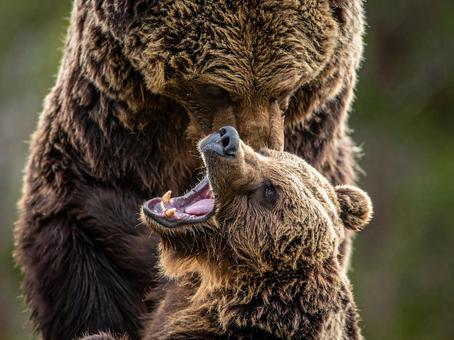 ヒグマ ヒグマの写真