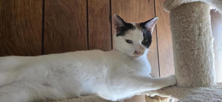 三毛猫 三毛猫 猫,動物,三毛猫の写真素材
