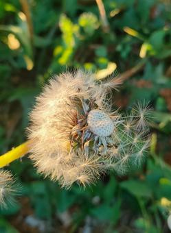 タンポポの綿毛 タンポポ,綿毛,蒲公英の写真素材