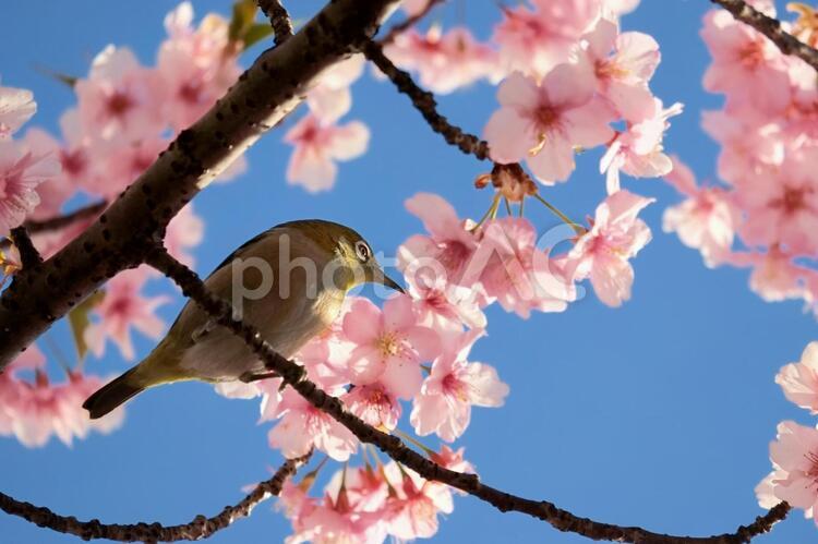 青空と桜と小鳥 桜,鳥,春の写真素材