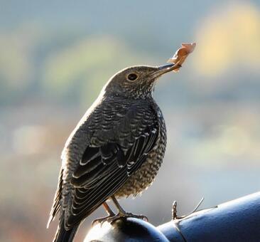 イソヒヨドリ 野鳥,鳥,屋根の写真素材