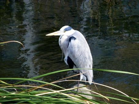 河岸の石の上にたたずむアオサギ 河岸の石の上にたたずむアオサギ アオサギ,鳥,鳥類の写真素材