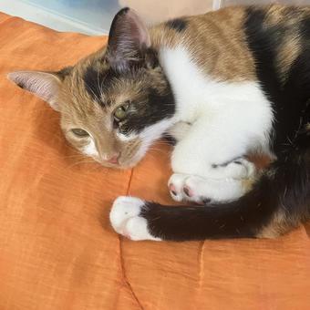 眠たいなぁ 眠たいなぁの写真