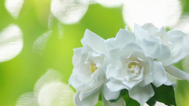 くちなしの花-153 くちなしの花-153の写真