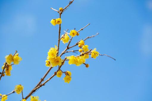 青空に映えるロウバイ 青空に映えるロウバイ ロウバイ,花,黄色の写真素材