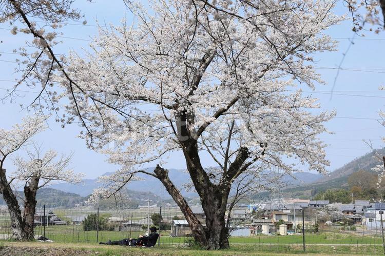和らぎの道に咲く満開の桜 桜,さくら,サクラの写真素材
