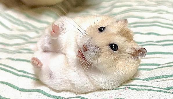 Yellow Djungarian Hamster lying on his back, JPG Yellow Djungarian Hamster lying on his back, JPG