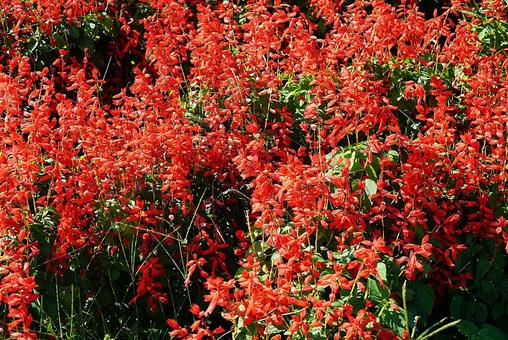 淡路島 あわじ花さじき⑫ サルビア 淡路島 あわじ花さじき⑫ サルビアの写真