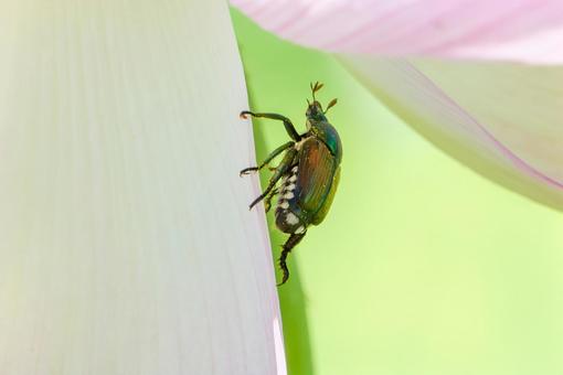 蓮の花びらを登るマメコガネ 蓮の花びらを登るマメコガネの写真