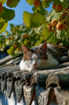 瓦の上の猫 瓦の上の猫の写真