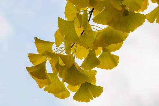 多賀神社のイチョウ⒂ 秋,樹木,イチョウの写真素材