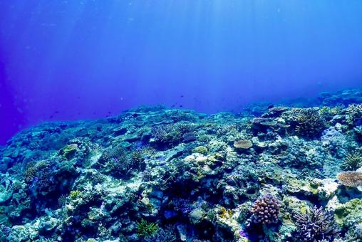 沖縄・西表島 青い海と珊瑚礁 沖縄・西表島 青い海と珊瑚礁 スキューバダイビング,ダイビング,珊瑚礁の写真素材