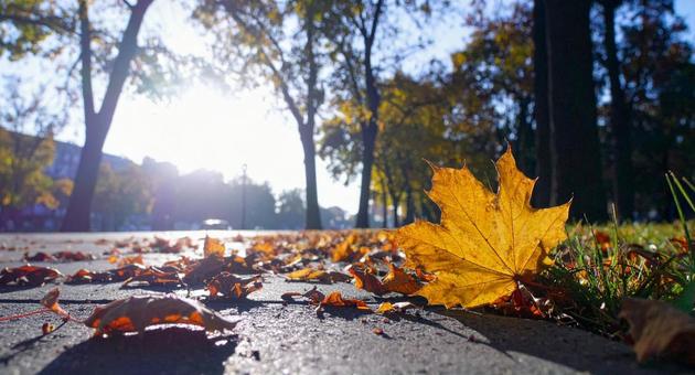 紅葉 紅葉の写真