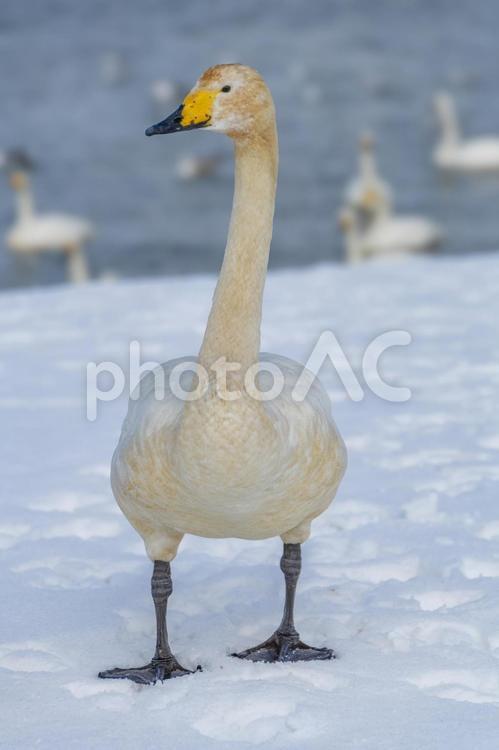 雪の海岸に立つ一羽の白鳥。青森、合浦公園 雪の海岸を歩く一羽の白鳥。青森,合浦公園,4008の写真素材
