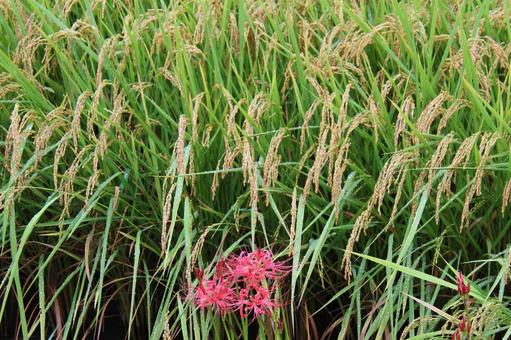 Photo, paddy field, cluster amaryllis, plant, 