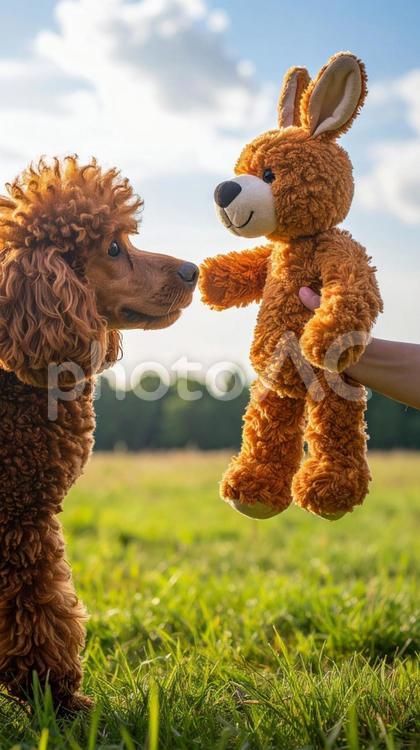 芝生でぬいぐるみに興味を示す犬 犬,プードル,芝生の写真素材