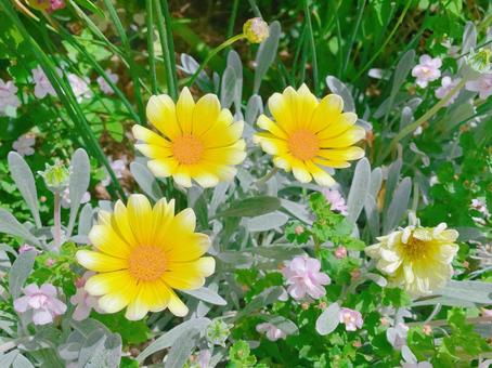 花壇の花 花,フラワー,黄色の写真素材