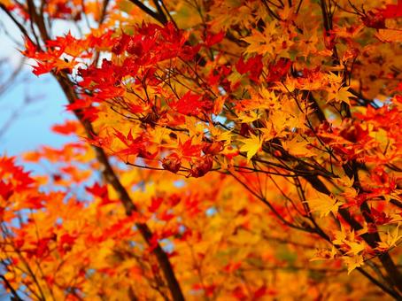 紅葉（守門岳） 紅葉,もみじ,秋の写真素材