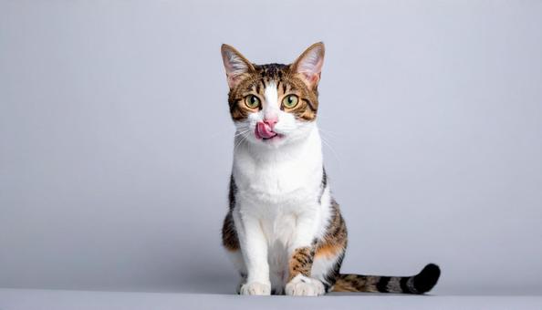 ワル顔でペロリと舌を出す猫 ワル顔でペロリと舌を出す猫の写真