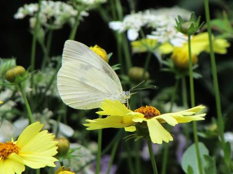 Cabbage white butterfly and yellow cosmos c, monsieur root, butterfly, kivanacosmos, JPG