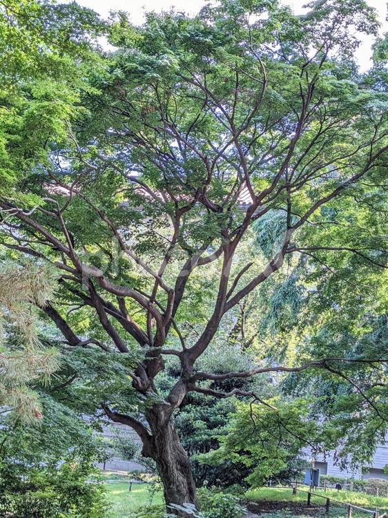 大木のある風景2 大木,巨木,背の高いの写真素材