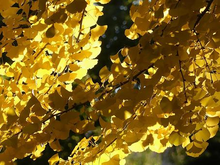 黄色に色づき夕陽を浴びたイチョウの葉 紅葉,イチョウの葉,黄色の写真素材