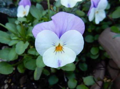 【花の写真】ピオラ ビオラ,三色菫,植物の写真素材