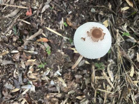 毒キノコ マントカラカサタケ 毒キノコ マントカラカサタケ マントカラカサタケ,毒キノコ,白いの写真素材
