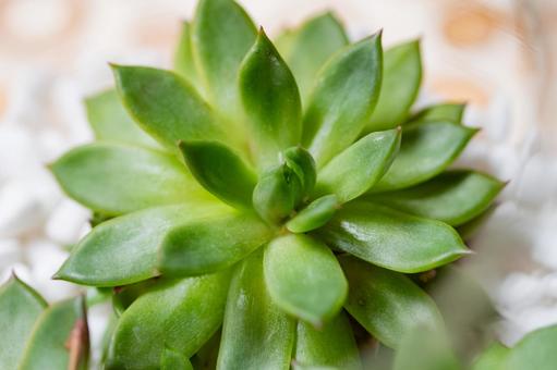 多肉植物のイメージ 観葉植物,多肉植物,サボテンの写真素材