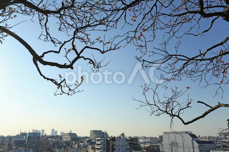 建物を背景にした白梅と紅梅 うめ,ウメ,2月の写真素材