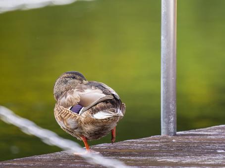 水辺のマガモ 水辺のマガモ マガモ,カモ,鴨の写真素材
