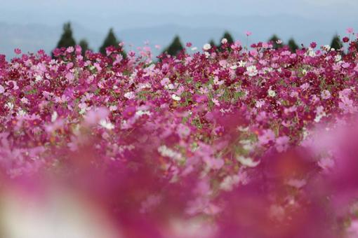 コスモスの写真
