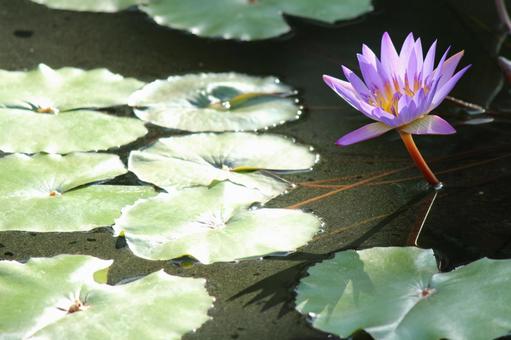 Photo, water lily, water surface, aquatic plants, 
