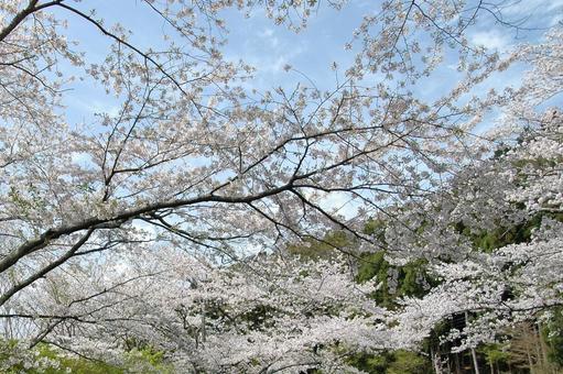 <Spring image> Cherry blossoms, JPG