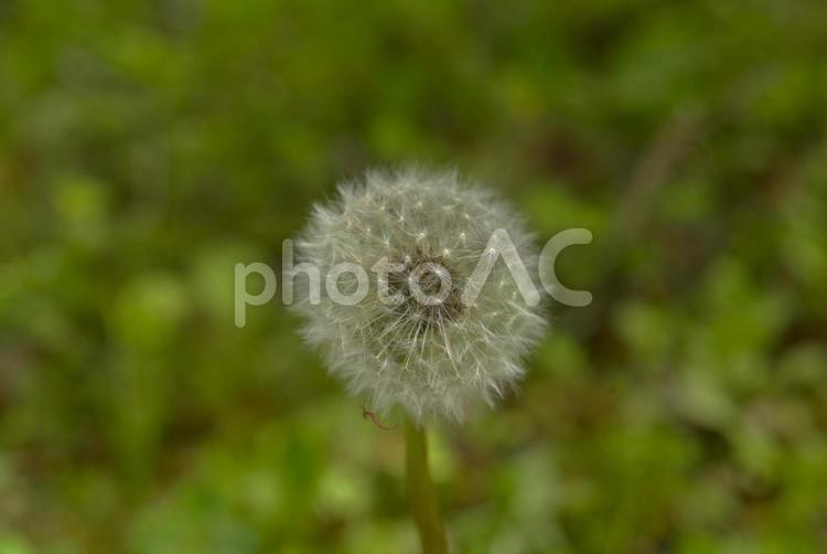 まん丸の綿毛のたんぽぽ たんぽぽ,綿毛,草の写真素材