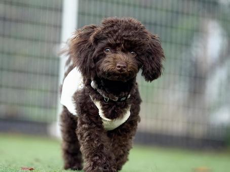 ワンコのポートレート 犬,トイプードル,小型犬の写真素材
