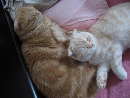 一緒に寝る猫 添い寝,寄り添う,ふわふわの写真素材