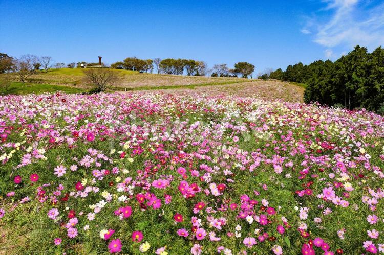白木峰高原のコスモス コスモス,秋桜,コスモス園の写真素材