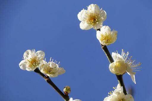 梅の花 梅,梅の花,花の写真素材