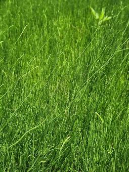 Photo, landscape, green, vivid, 