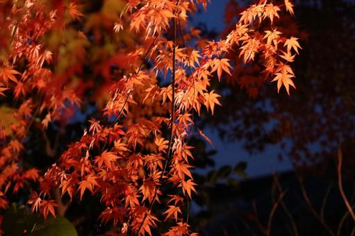 秋の夜を彩るもみじ 秋の夜を彩るもみじの写真