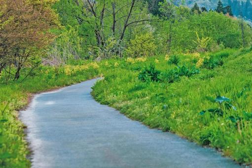 若葉の季節。自然の中へ続く一本道 春,若葉,一本道の写真素材