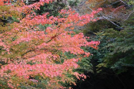 奥津渓紅葉　３ 渓谷,奥津渓,紅葉の写真素材