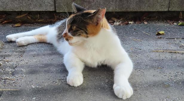 夕涼みが日課のもふもふであざとい三毛猫 三毛猫,猫,寝そべるの写真素材