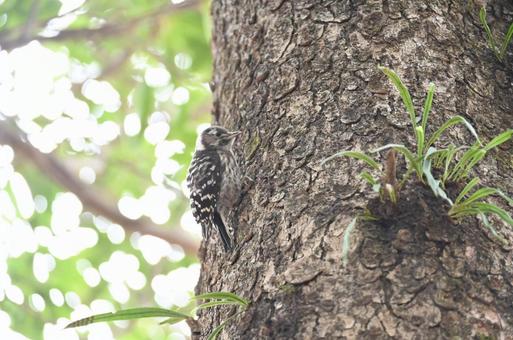 野鳥(コゲラ) 野鳥(コゲラ)の写真